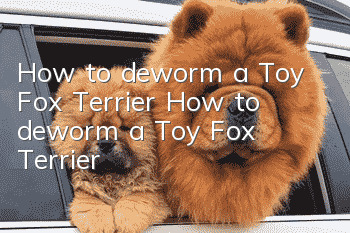 How to deworm a Toy Fox Terrier How to deworm a Toy Fox Terrier