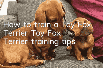 How to train a Toy Fox Terrier Toy Fox Terrier training tips