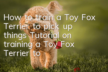 How to train a Toy Fox Terrier to pick up things Tutorial on training a Toy Fox Terrier to pick up things