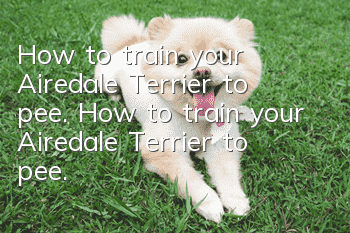 How to train your Airedale Terrier to pee. How to train your Airedale Terrier to pee.
