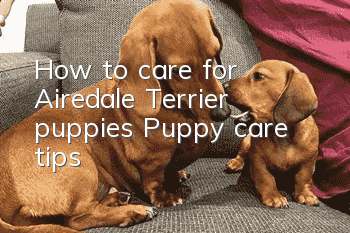 How to care for Airedale Terrier puppies Puppy care tips