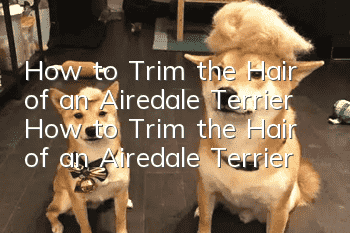 How to Trim the Hair of an Airedale Terrier How to Trim the Hair of an Airedale Terrier
