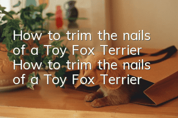 How to trim the nails of a Toy Fox Terrier How to trim the nails of a Toy Fox Terrier