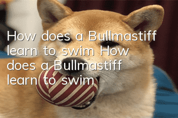 How does a Bullmastiff learn to swim? How does a Bullmastiff learn to swim?