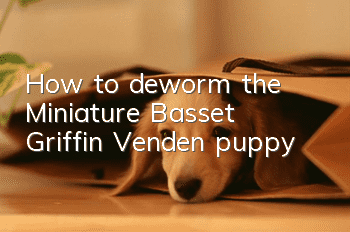 How to deworm the Miniature Basset Griffin Vendéen puppy