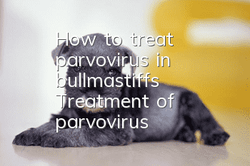 How to treat parvovirus in bullmastiffs? Treatment of parvovirus