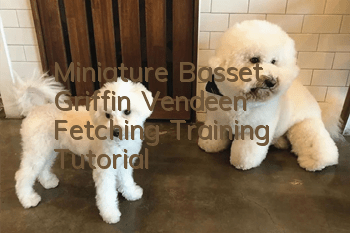 Miniature Basset Griffin Vendeen Fetching Training Tutorial