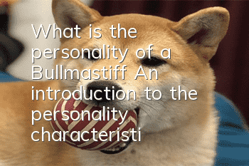 What is the personality of a Bullmastiff? An introduction to the personality characteristics of a Bullmastiff