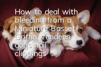 How to deal with bleeding from a Miniature Basset Griffin Vendeen dog's nail clippings