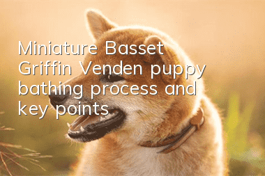 Miniature Basset Griffin Vendéen puppy bathing process and key points