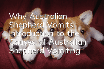 Why Australian Shepherd Vomits? Introduction to the Causes of Australian Shepherd Vomiting