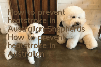 How to prevent heatstroke in Australian Shepherds How to prevent heatstroke in Australian Shepherds