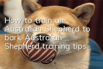 How to train an Australian Shepherd to bark Australian Shepherd training tips