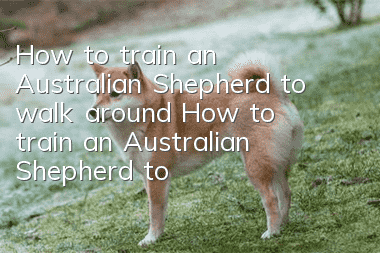 How to train an Australian Shepherd to walk around? How to train an Australian Shepherd to walk around?