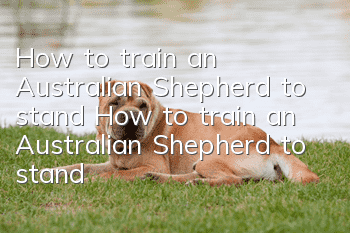 How to train an Australian Shepherd to stand? How to train an Australian Shepherd to stand?
