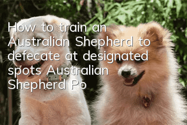 How to train an Australian Shepherd to defecate at designated spots Australian Shepherd Potty Training