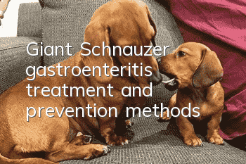 Giant Schnauzer gastroenteritis treatment and prevention methods