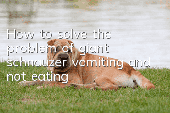How to solve the problem of giant schnauzer vomiting and not eating