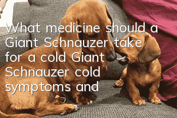 What medicine should a Giant Schnauzer take for a cold? Giant Schnauzer cold symptoms and treatments