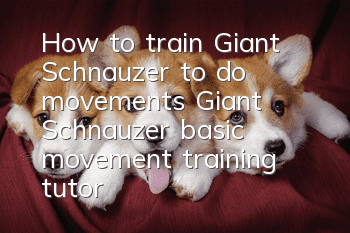 How to train Giant Schnauzer to do movements Giant Schnauzer basic movement training tutorial