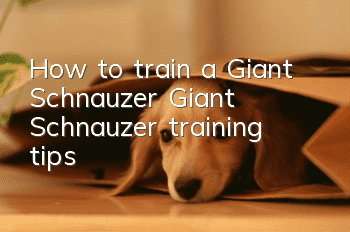 How to train a Giant Schnauzer Giant Schnauzer training tips