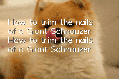 How to trim the nails of a Giant Schnauzer How to trim the nails of a Giant Schnauzer