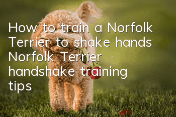 How to train a Norfolk Terrier to shake hands Norfolk Terrier handshake training tips