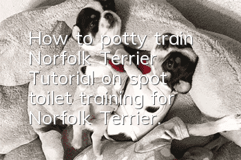 How to potty train Norfolk Terrier? Tutorial on spot toilet training for Norfolk Terrier.