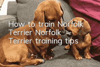 How to train Norfolk Terrier Norfolk Terrier training tips