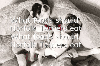 What foods should Norfolk Terriers eat? What foods should Norfolk Terriers eat?