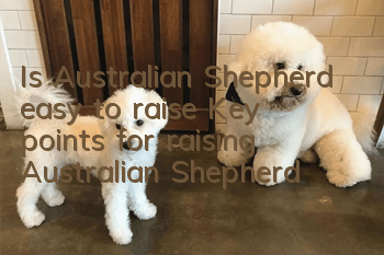 Is Australian Shepherd easy to raise? Key points for raising Australian Shepherd