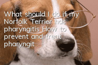 What should I do if my Norfolk Terrier has pharyngitis? How to prevent and treat pharyngitis in my Norfolk Terrier?