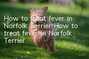 How to treat fever in Norfolk Terrier How to treat fever in Norfolk Terrier