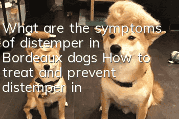 What are the symptoms of distemper in Bordeaux dogs? How to treat and prevent distemper in Bordeaux dogs