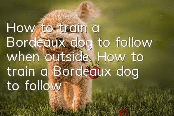 How to train a Bordeaux dog to follow when outside. How to train a Bordeaux dog to follow when outside.
