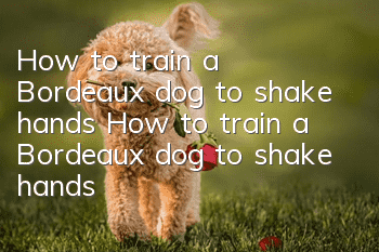 How to train a Bordeaux dog to shake hands? How to train a Bordeaux dog to shake hands?