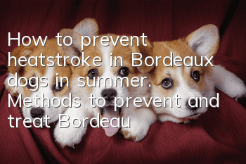 How to prevent heatstroke in Bordeaux dogs in summer. Methods to prevent and treat Bordeaux dogs from heatstroke in summer.