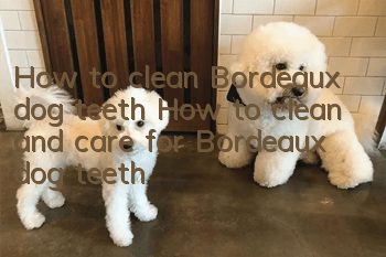 How to clean Bordeaux dog teeth How to clean and care for Bordeaux dog teeth