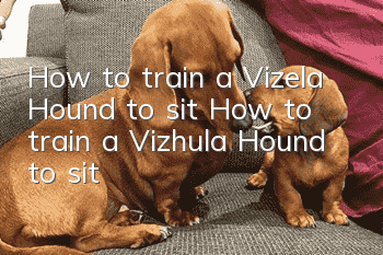 How to train a Vizela Hound to sit How to train a Vizhula Hound to sit