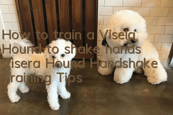 How to train a Visela Hound to shake hands Visera Hound Handshake Training Tips