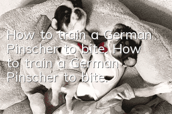 How to train a German Pinscher to bite. How to train a German Pinscher to bite.