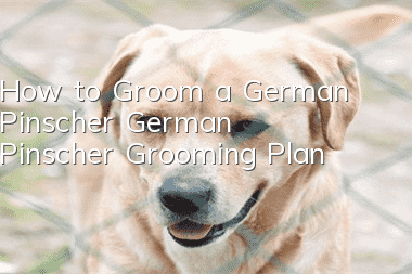 How to Groom a German Pinscher German Pinscher Grooming Plan