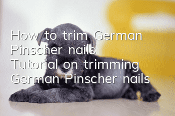How to trim German Pinscher nails Tutorial on trimming German Pinscher nails