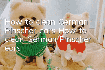How to clean German Pinscher ears How to clean German Pinscher ears