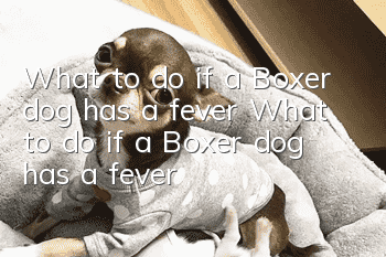 What to do if a Boxer dog has a fever What to do if a Boxer dog has a fever