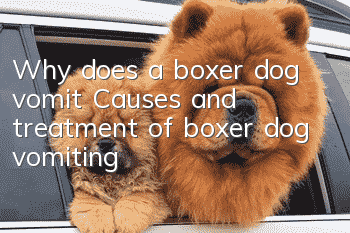 Why does a boxer dog vomit? Causes and treatment of boxer dog vomiting