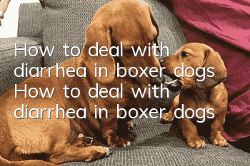 How to deal with diarrhea in boxer dogs How to deal with diarrhea in boxer dogs