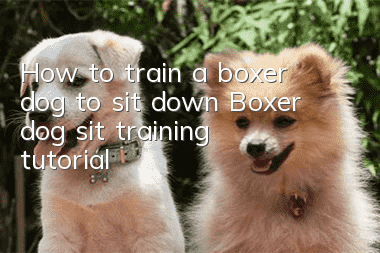 How to train a boxer dog to sit down Boxer dog sit training tutorial