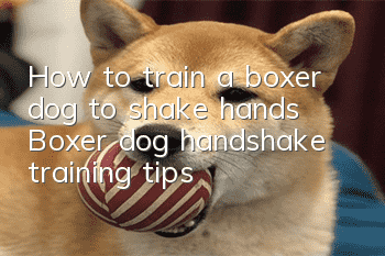 How to train a boxer dog to shake hands Boxer dog handshake training tips