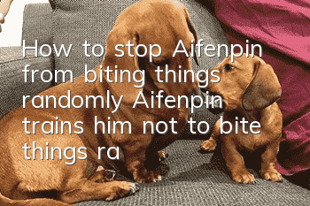 How to stop Aifenpin from biting things randomly Aifenpin trains him not to bite things randomly